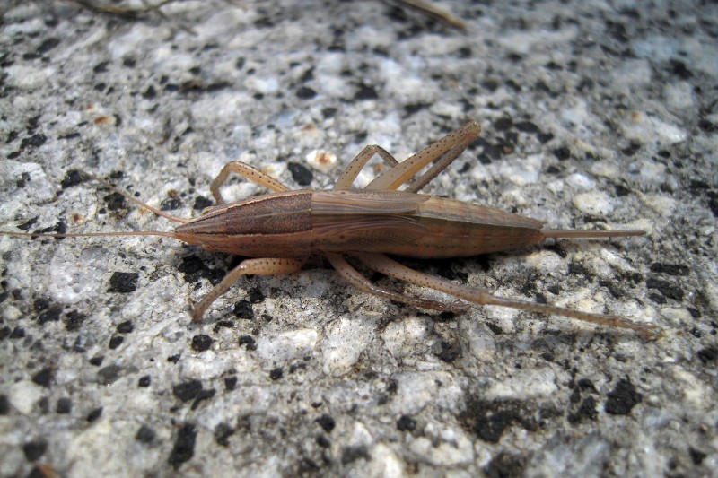 シブイロカヤキリ