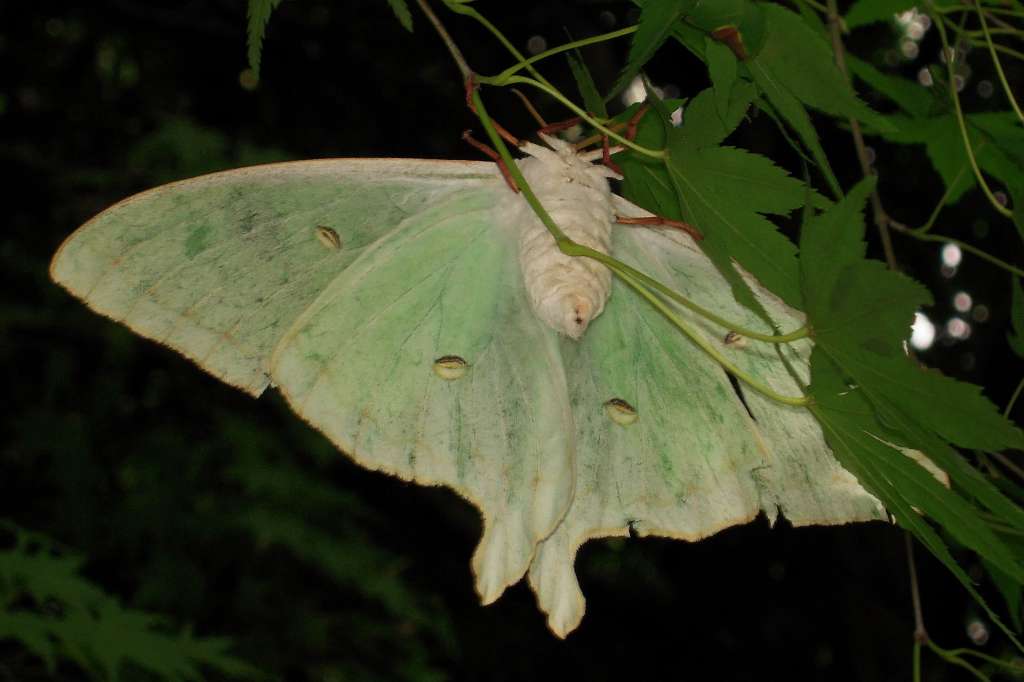 モスのいる生活　カイコ　オオミズアオ　ユガ　3体セット モスのいる生活 カイコ オオミズアオ ユガ 3体セット