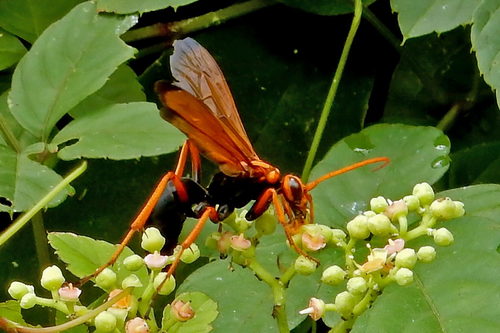 キオビベッコウ