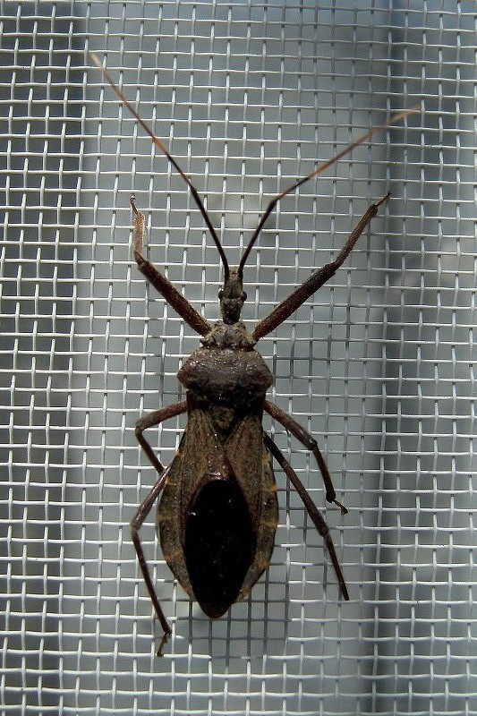 極美展足】オウサマヘリカメムシ 36mm サシガメ甲虫昆虫標本 36mm